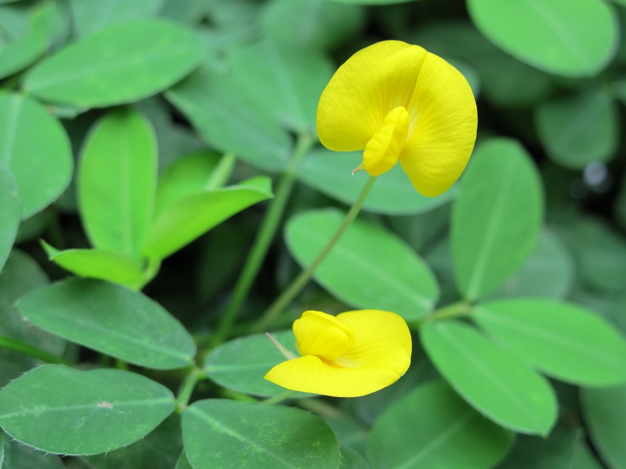 Cây cỏ đậu bầu đất